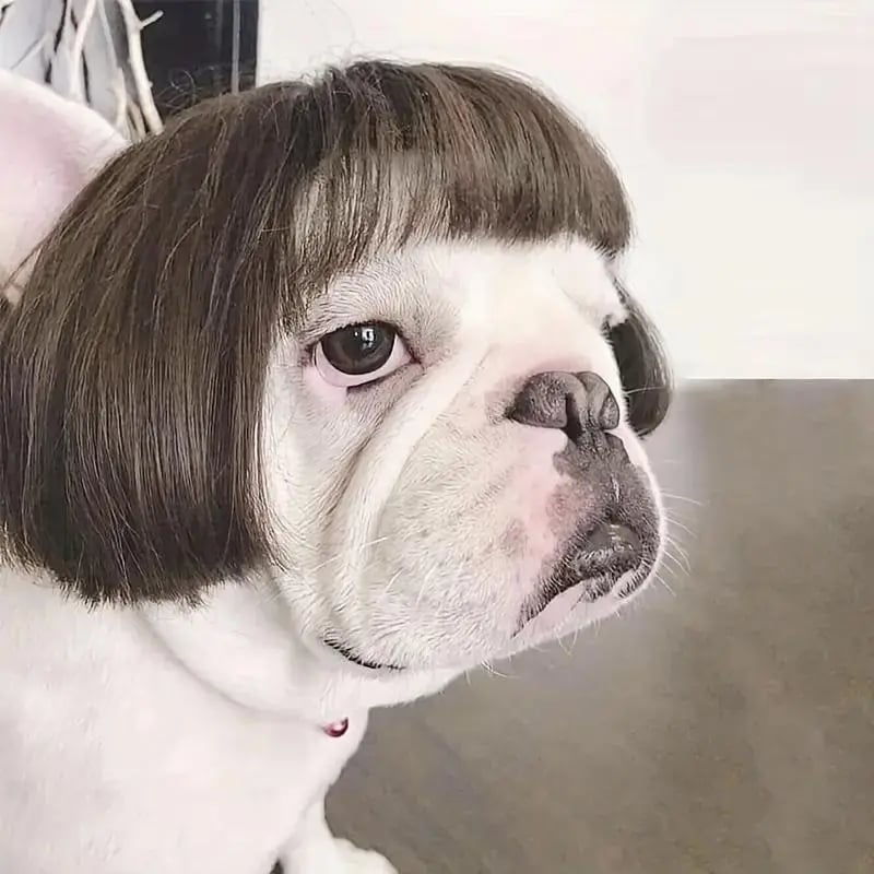 Cute Short Hair Wig Pet Headband