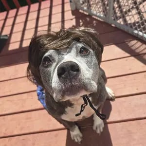 Cute Short Hair Wig Pet Headband