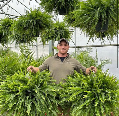 🔥Last Day 60% OFF🔥Oversized Pre-Lit Artificial Boston Ferns --No watering, No fading