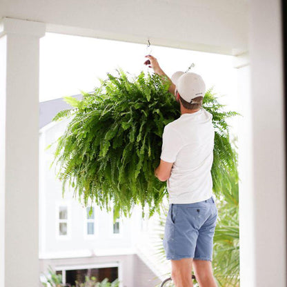 🔥Last Day 60% OFF🔥Oversized Pre-Lit Artificial Boston Ferns --No watering, No fading